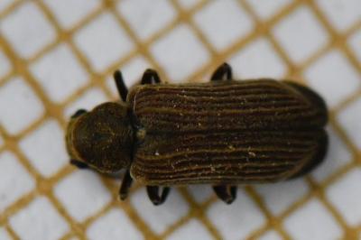 <i>Grynobius planus</i>