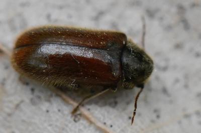 <i>Hyperisus plumbeum</i>