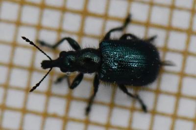 <i>Involvulus caeruleus</i>