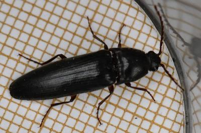 <i>Melanotus villosus</i>