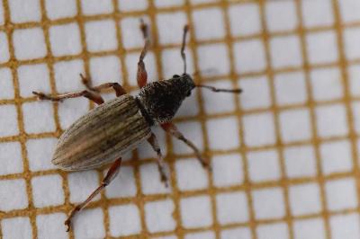 <i>Polydrusus marginatus</i>