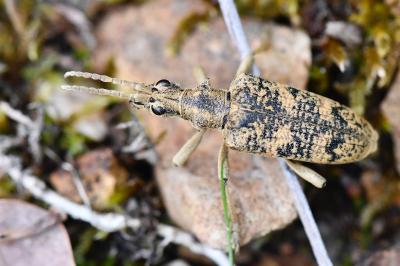 <i>Rhagium sycophanta</i>