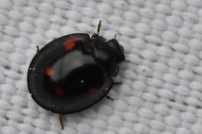 Exochomus quadripustulatus