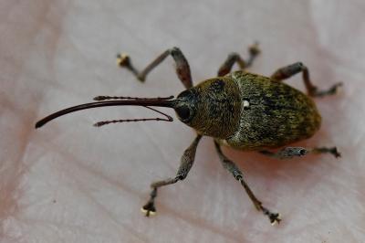 <i>Curculio glandium</i>