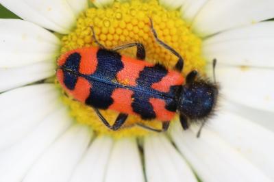 <i>Trichodes alvearius</i>