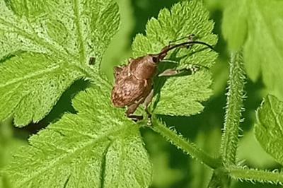 <i>Curculio glandium</i>