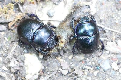 Anoplotrupes stercorosus