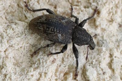<i>Graptus triguttatus</i>