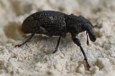 <i>Graptus triguttatus</i>