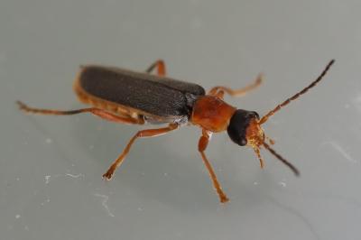 <i>Cantharis lateralis</i>