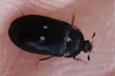<i>Attagenus pellio</i>