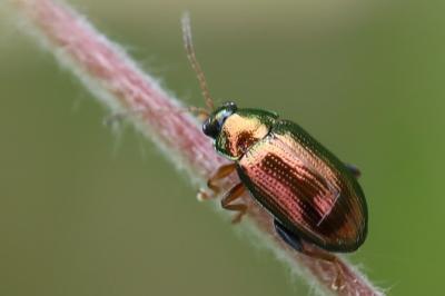 <i>Crepidodera aurea</i>
