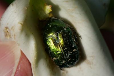 <i>Cetonia aurata</i>