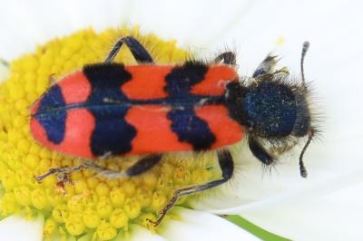 <i>Trichodes alvearius</i>