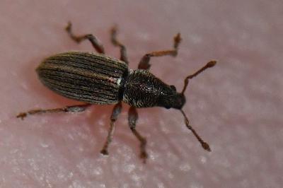 <i>Polydrusus marginatus</i>