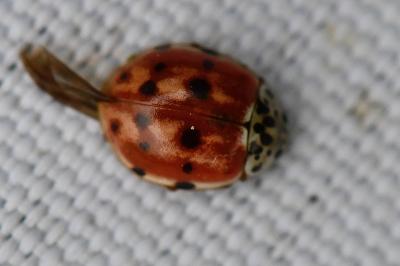 <i>Harmonia quadripunctata</i>