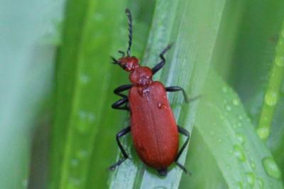 Pyrochroa serraticornis