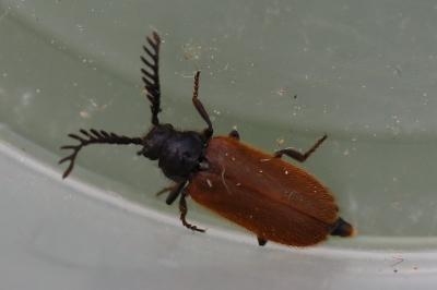 <i>Drilus flavescens</i>