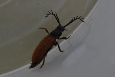 Drilus flavescens