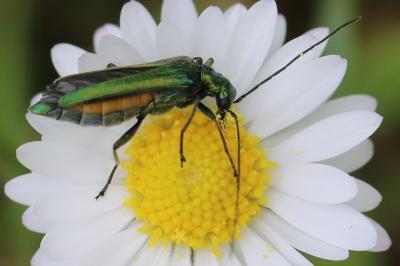 <i>Oedemera nobilis</i>