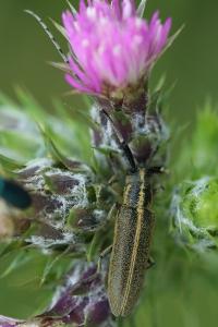 <i>Agapanthia cardui</i>