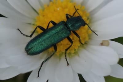 <i>Psilothrix viridicoerulea</i>