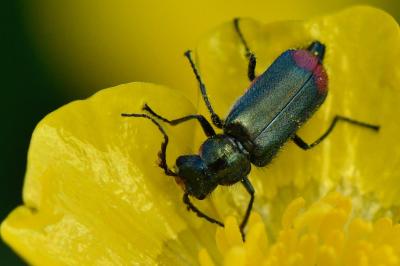 <i>Malachius bipustulatus</i>