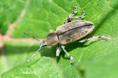 <i>Tanymecus palliatus</i>