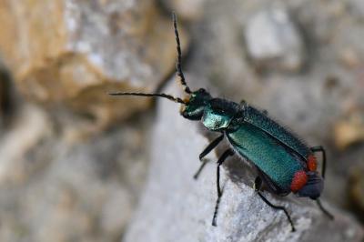 <i>Malachius bipustulatus</i>