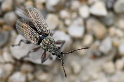 <i>Phyllobius pyri</i>