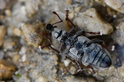 <i>Polydrusus tereticollis</i>