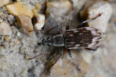 <i>Polydrusus tereticollis</i>
