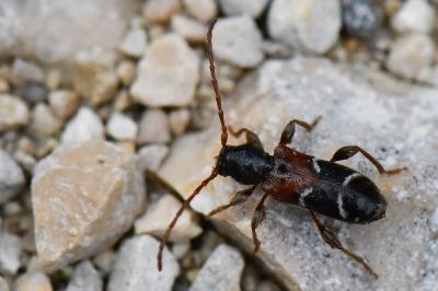 <i>Poecilium alni</i>