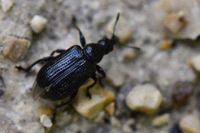<i>Deporaus betulae</i>