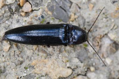 <i>Melanotus villosus</i>
