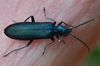 <i>Ischnomera</i>