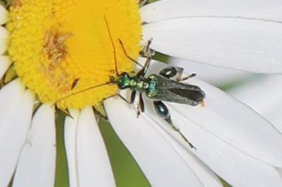 <i>Oedemera nobilis</i>