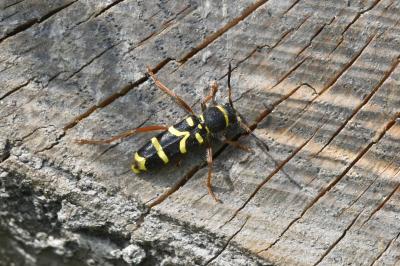 <i>Clytus arietis</i>