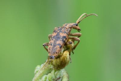 <i>Rhagium sycophanta</i>