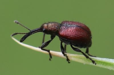 <i>Tatianaerhynchites aequatus</i>