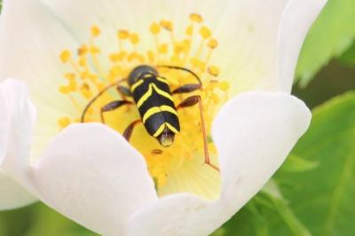 <i>Clytus arietis</i>