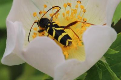 <i>Clytus arietis</i>