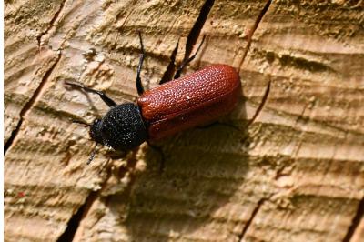 <i>Bostrichus capucinus</i>