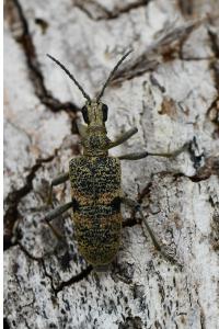 <i>Rhagium mordax</i>