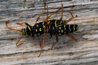 <i>Plagionotus arcuatus</i>