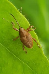 <i>Curculio nucum</i>