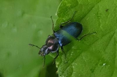 <i>Platycerus caraboides</i>