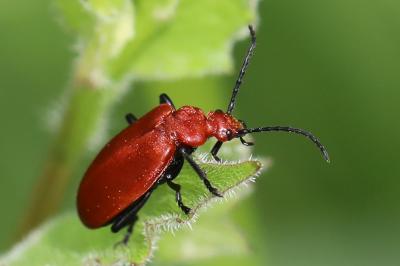 <i>Pyrochroa serraticornis</i>