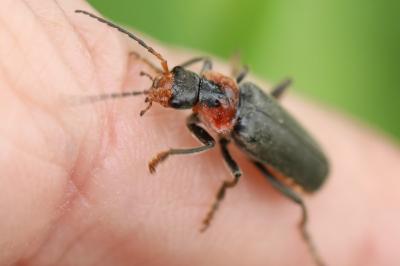 <i>Cantharis fusca</i>