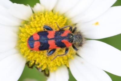 <i>Trichodes alvearius</i>